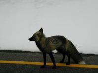 fox.jpg 3.7K
